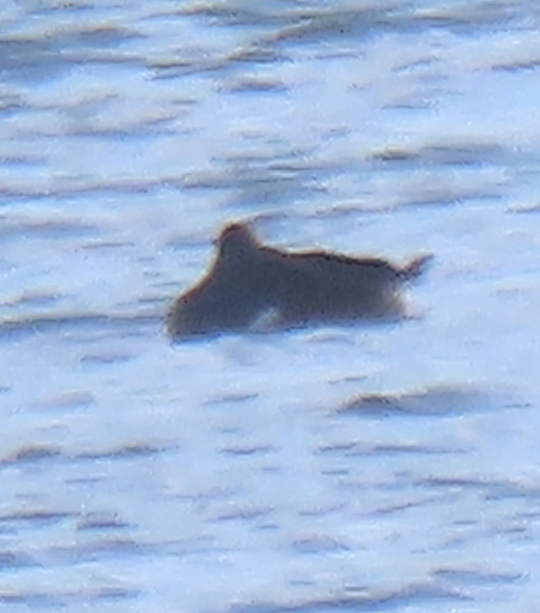 White-winged Scoter - ML645545664