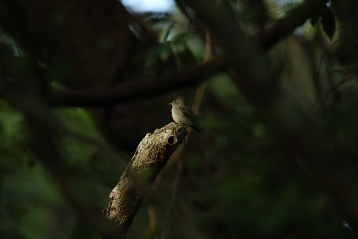 Eastern Wood-Pewee - ML645545666