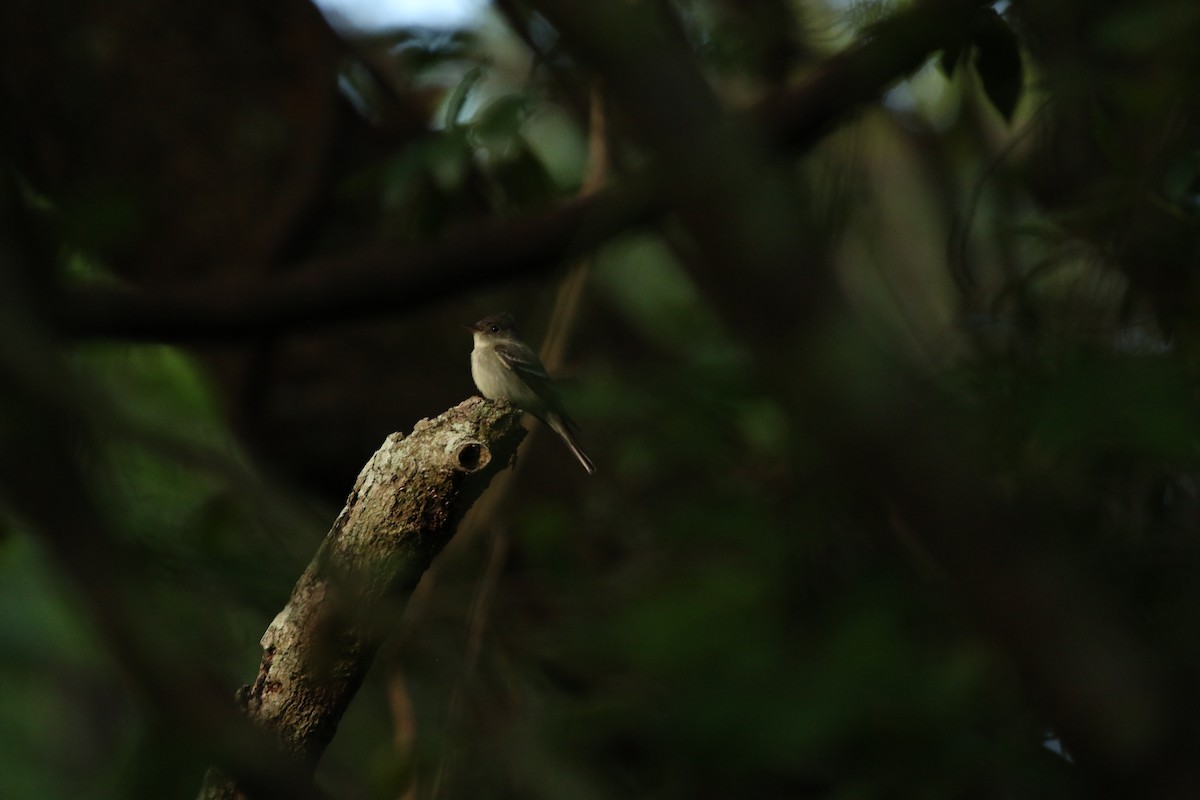 Eastern Wood-Pewee - ML645545667