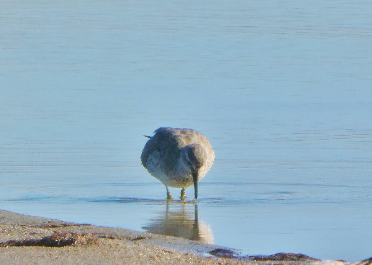 jespák rezavý - ML645545672