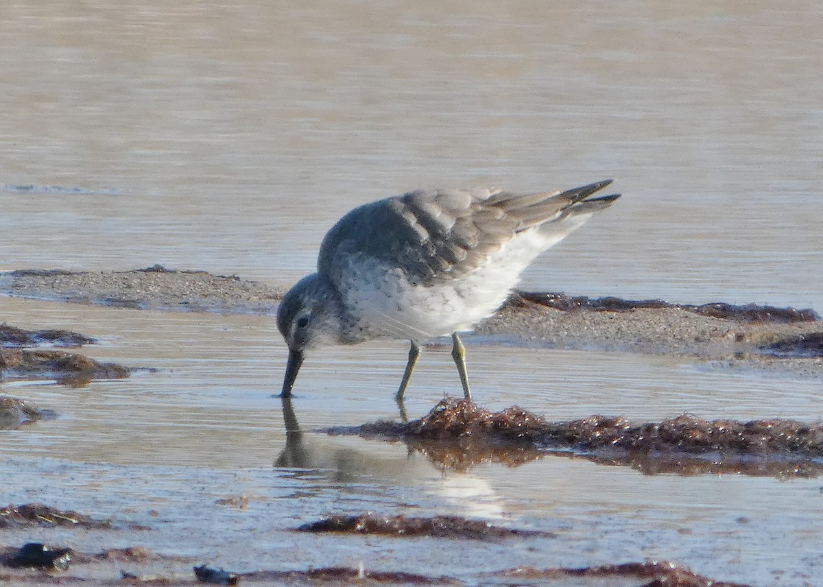 jespák rezavý - ML645545673