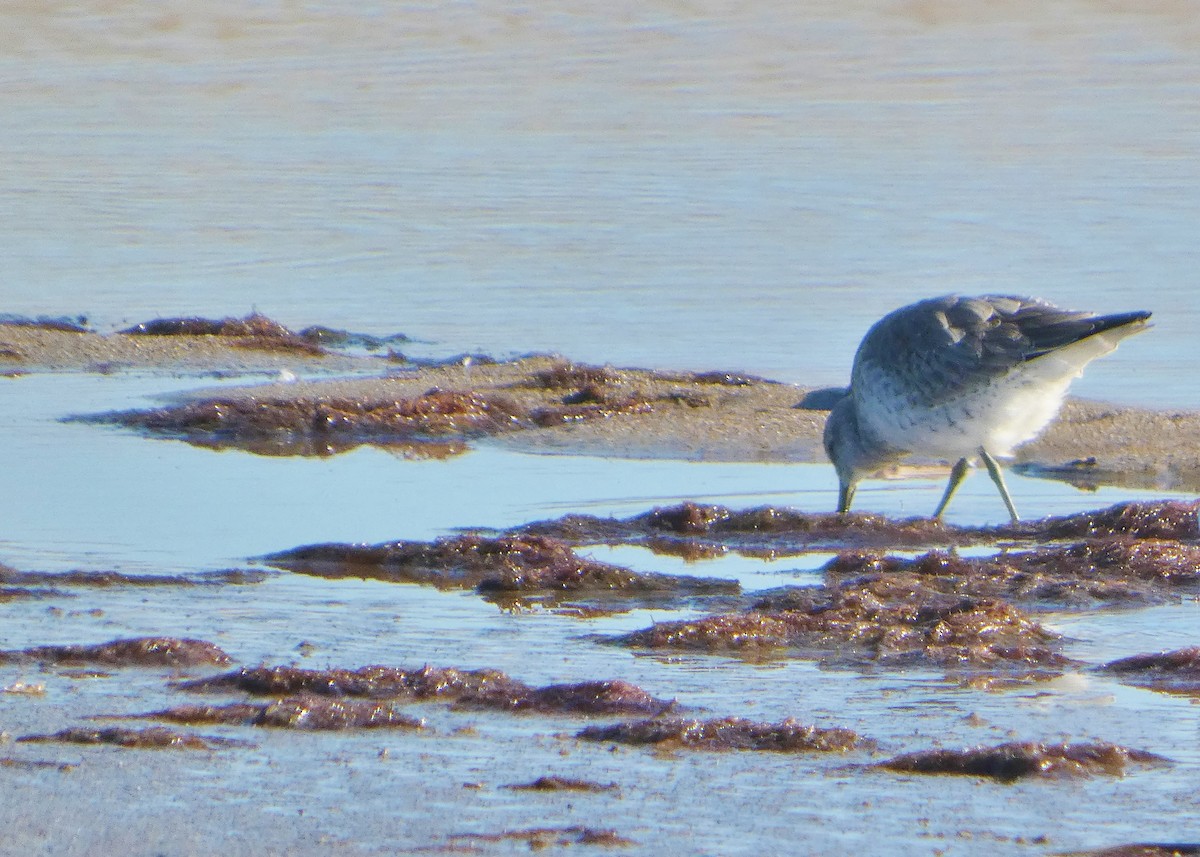 jespák rezavý - ML645545674