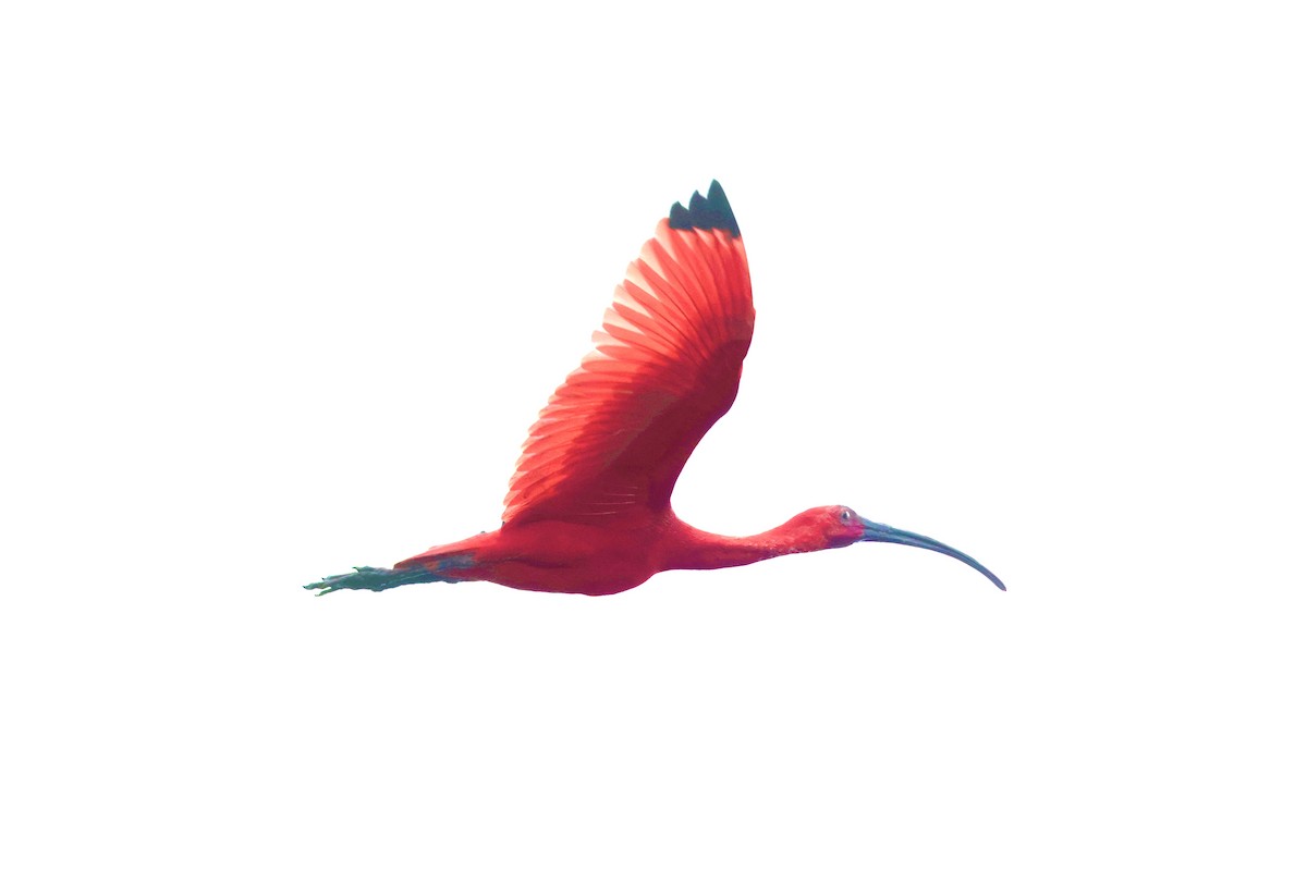 Scarlet Ibis - ML645545676