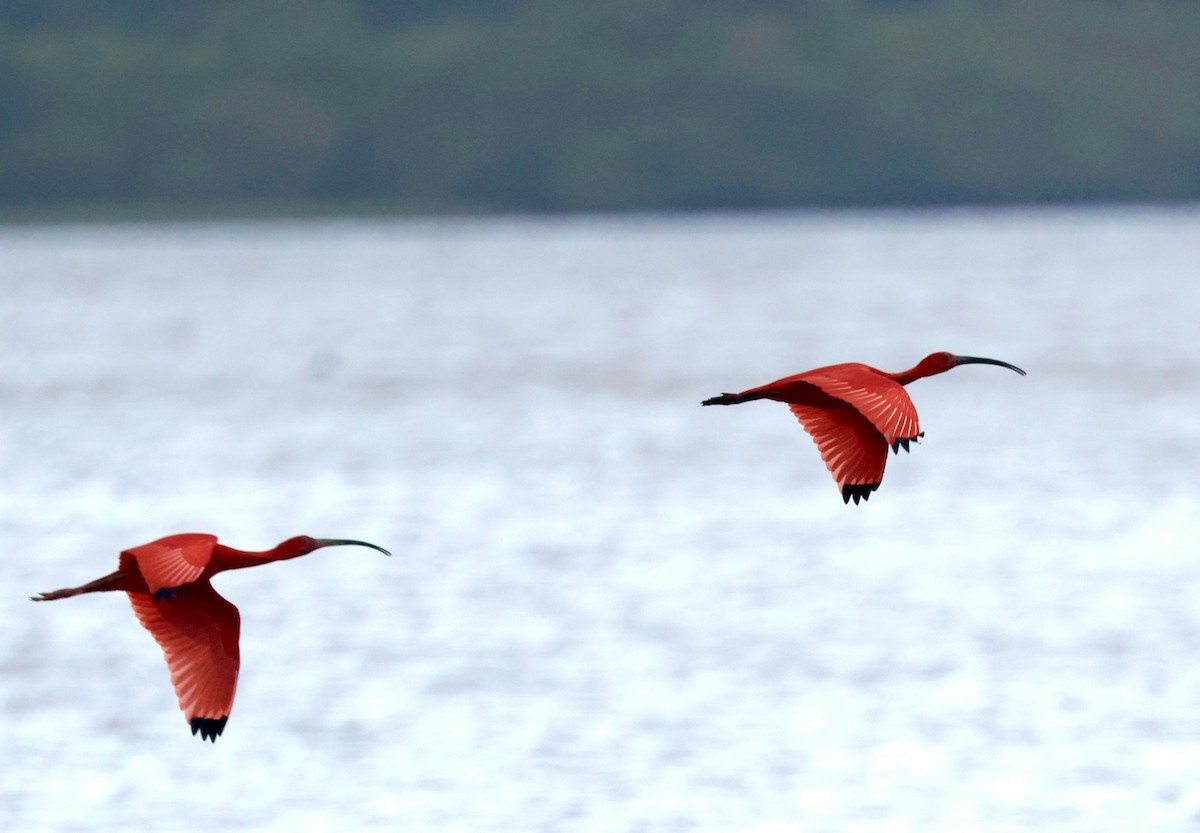 Scarlet Ibis - ML645545677