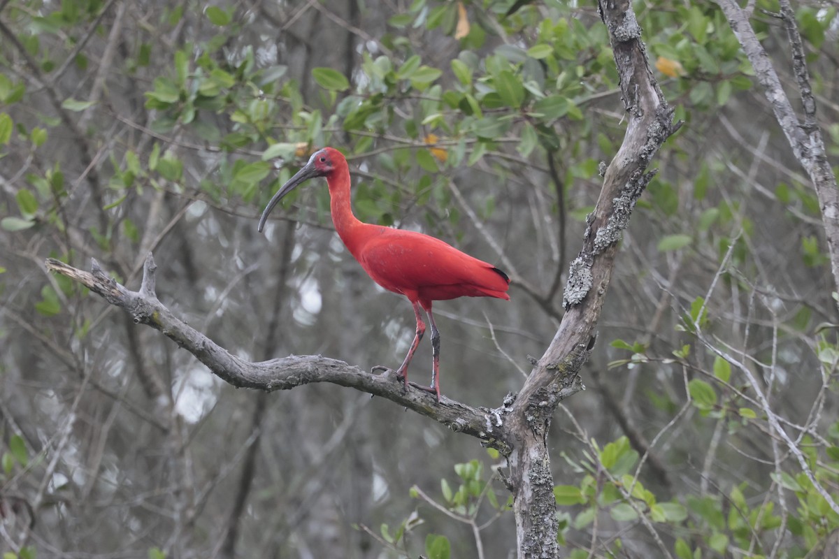 Scarlet Ibis - ML645545678