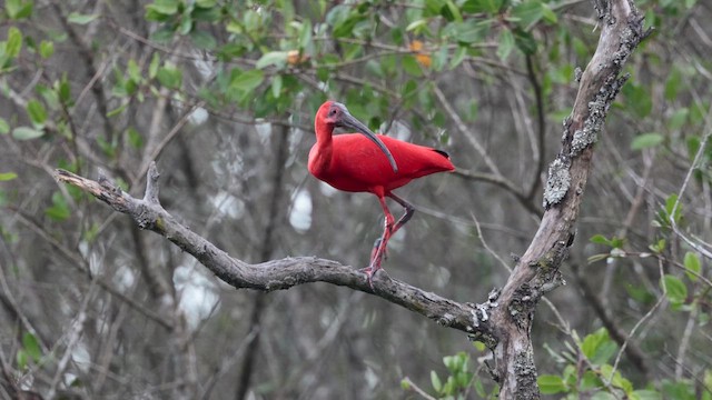Ібіс червоний - ML645545679
