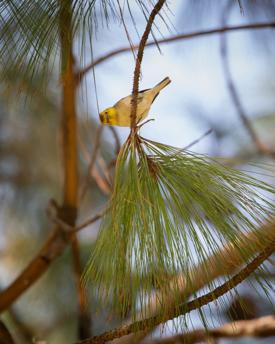 Paruline à tête jaune - ML645545687