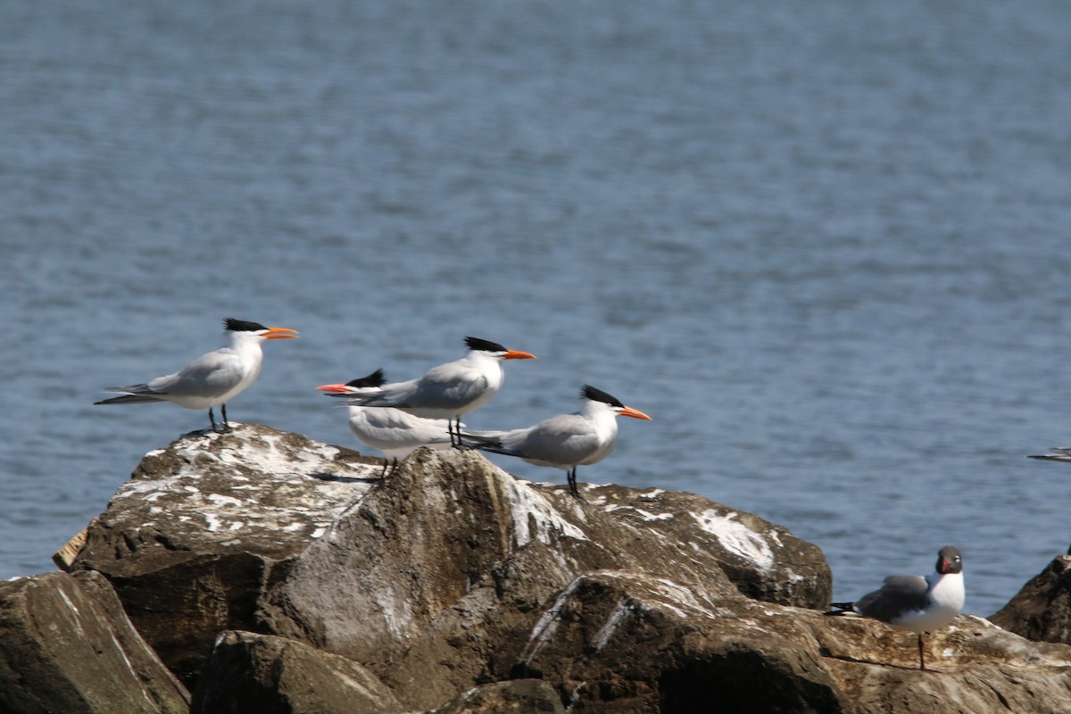 笑鷗 - ML645545692