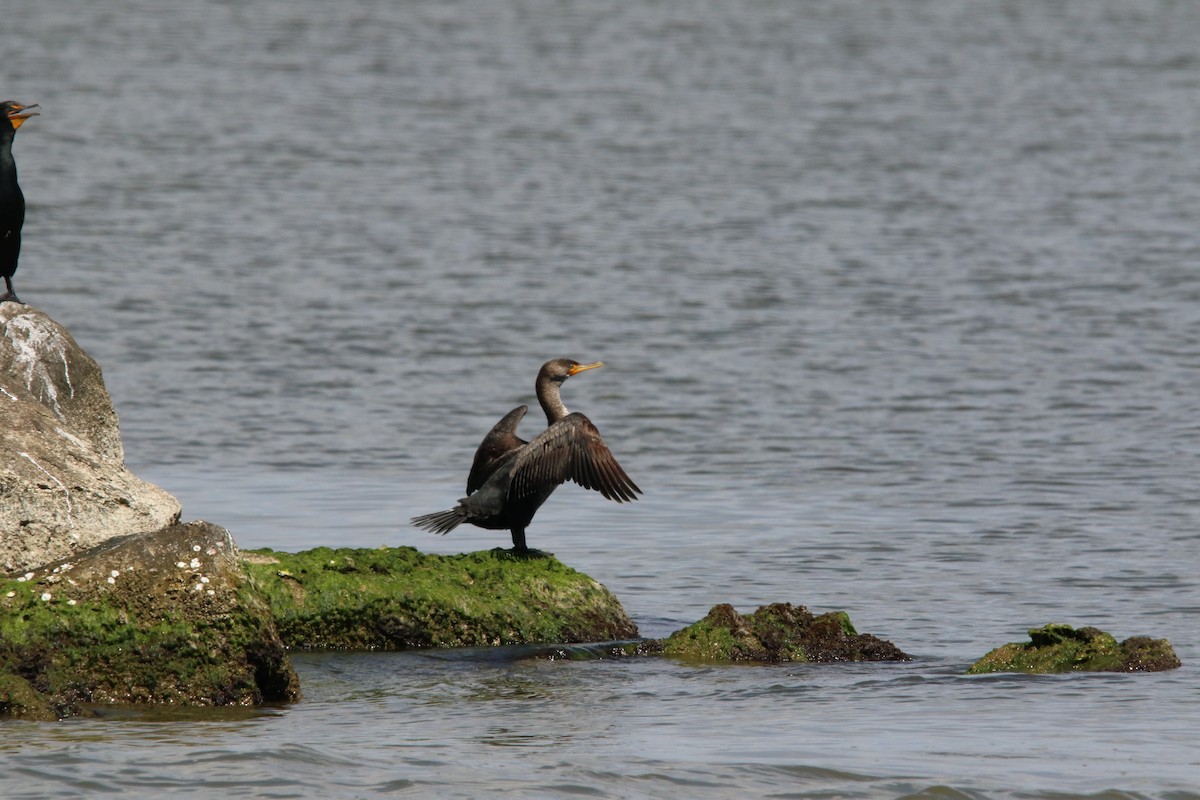 Double-crested Cormorant - ML645545693