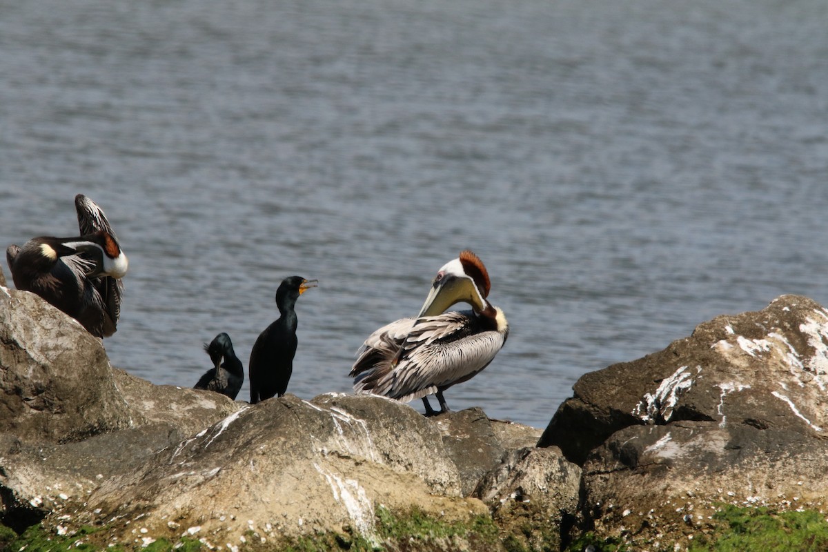 Brown Pelican - ML645545694
