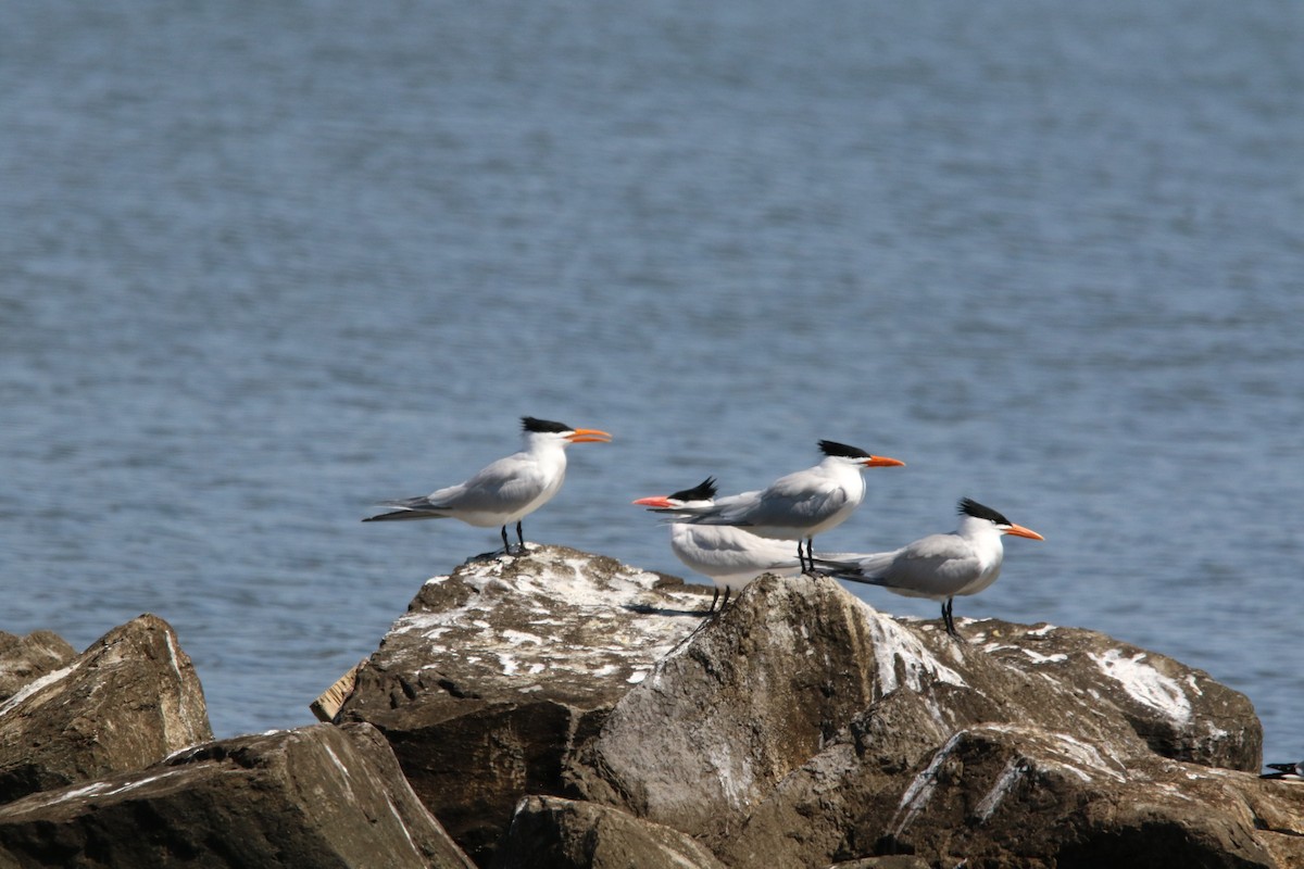 Royal Tern - ML645545695