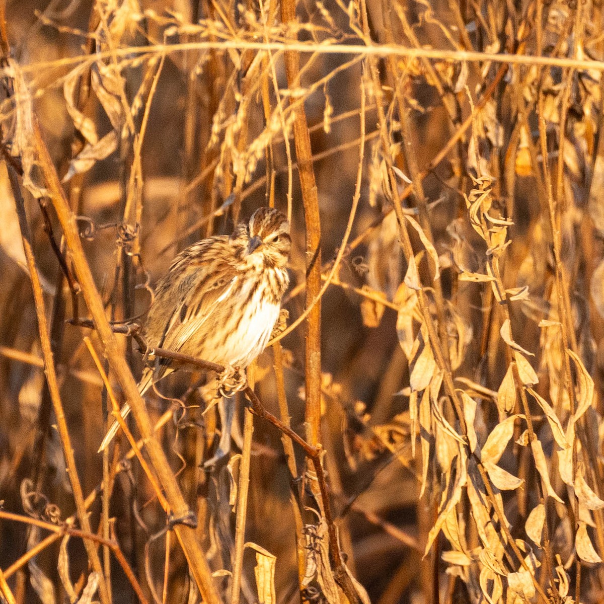 Song Sparrow - ML645545711