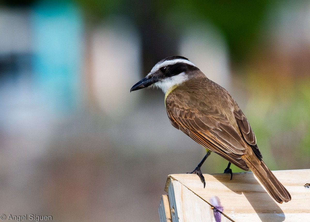 Great Kiskadee - ML645545721