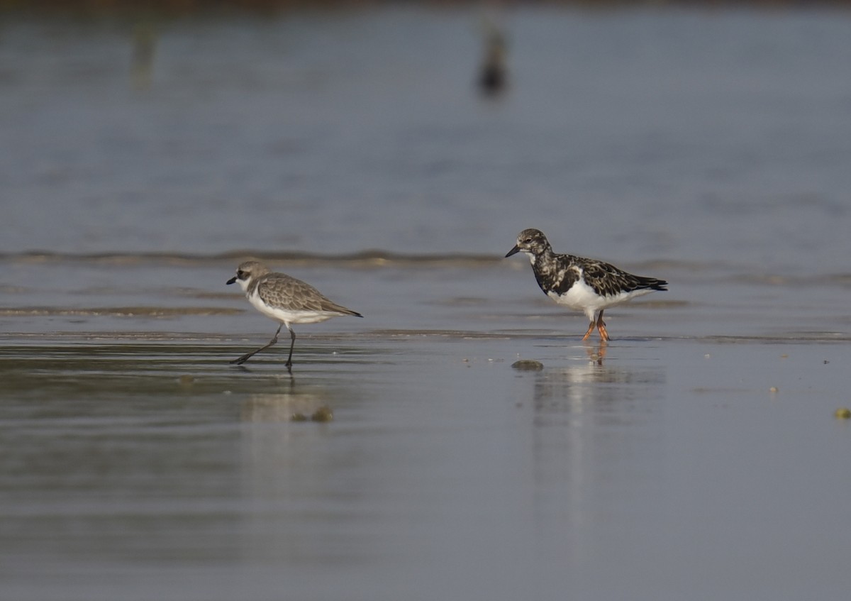 Tibet Cılıbıtı - ML645545723