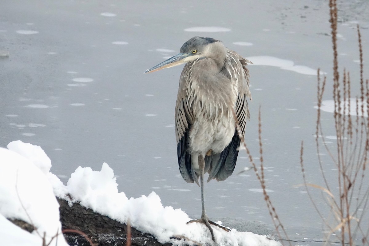 Great Blue Heron - ML645545727
