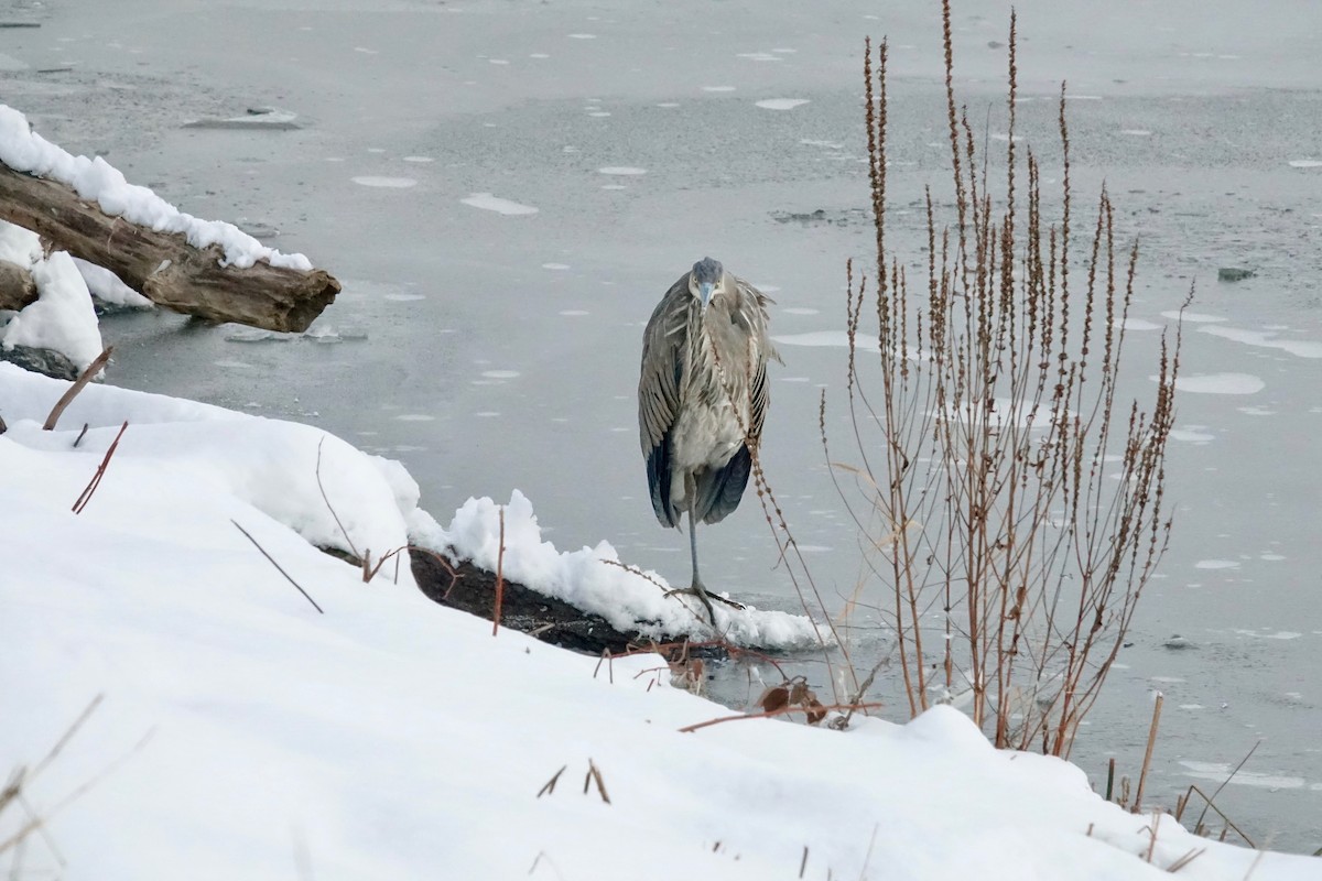 Great Blue Heron - ML645545728