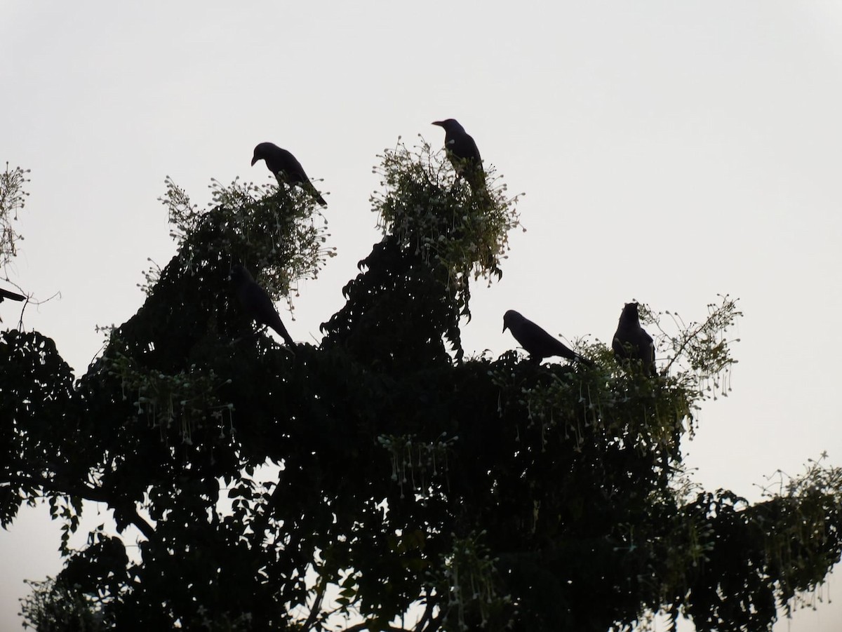 Ворона індійська - ML645545734