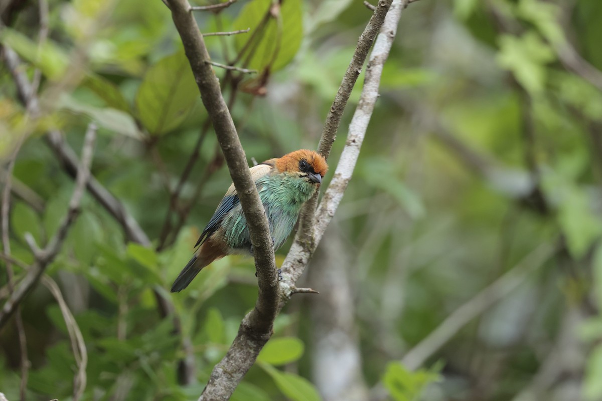 Black-backed Tanager - ML645545735