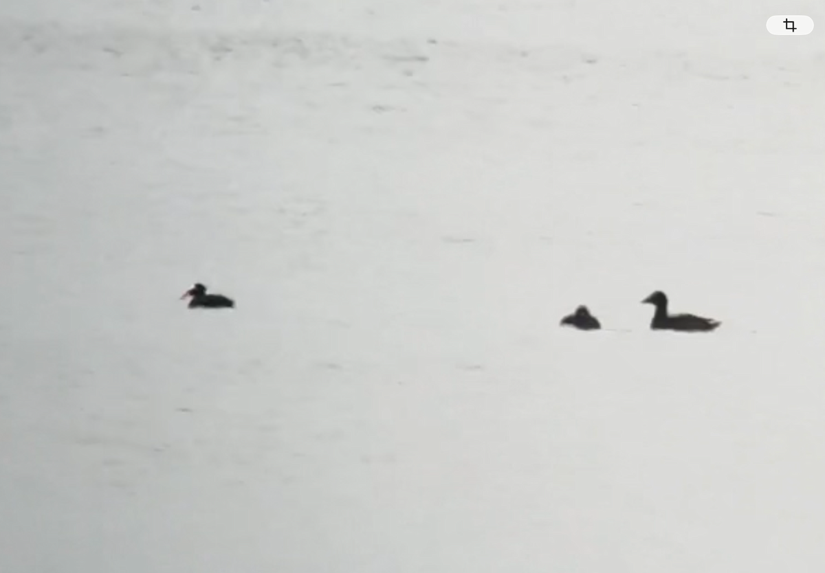 Surf Scoter - ML645545737