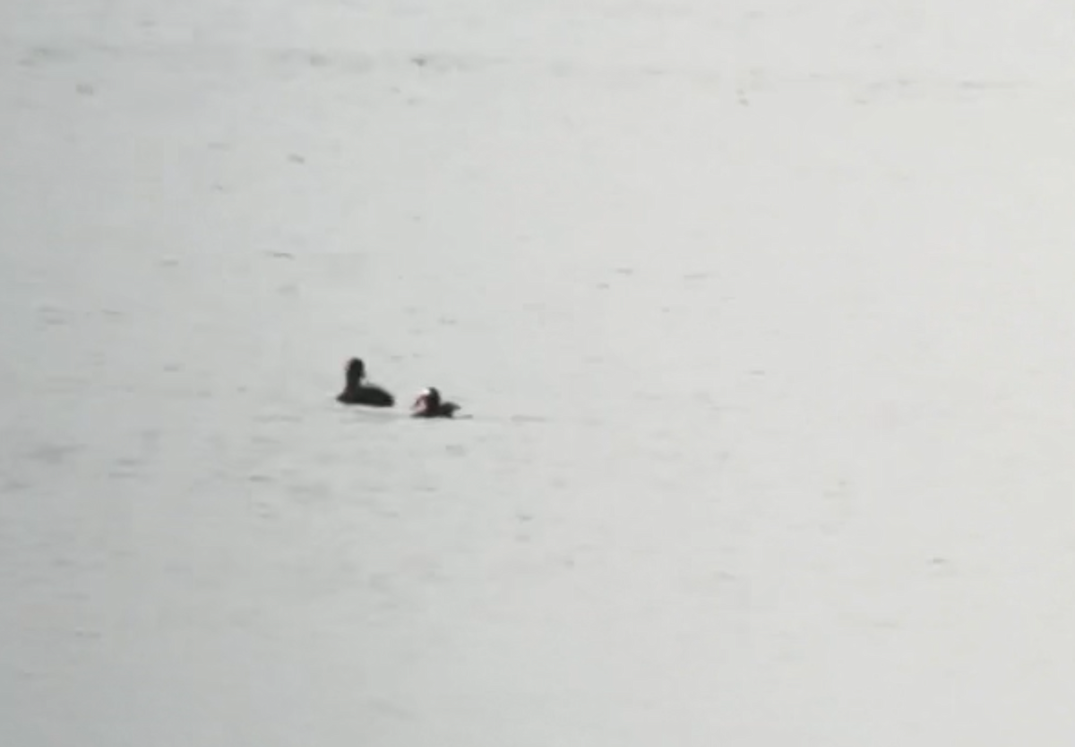 Surf Scoter - ML645545738