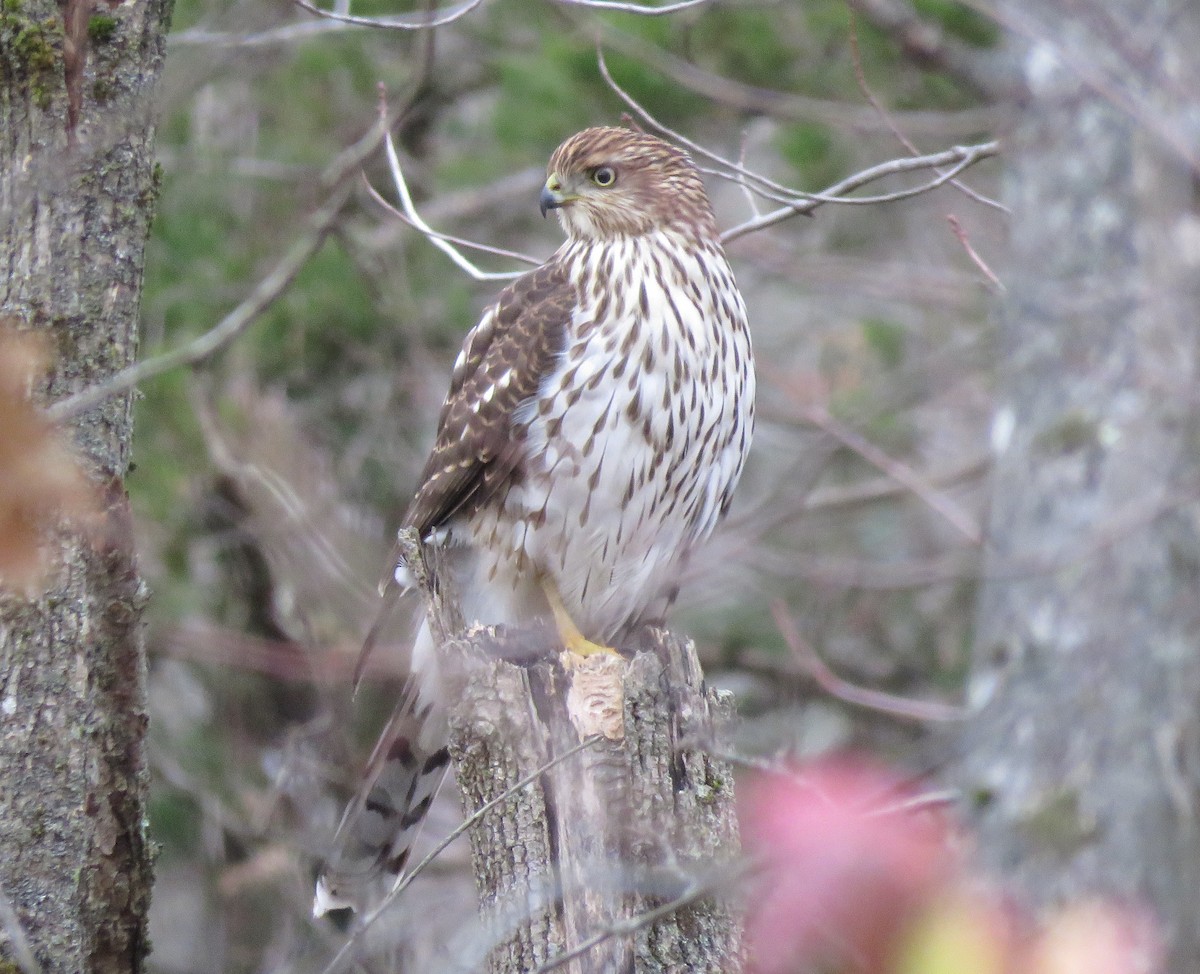 Cooper's Hawk - ML645545745