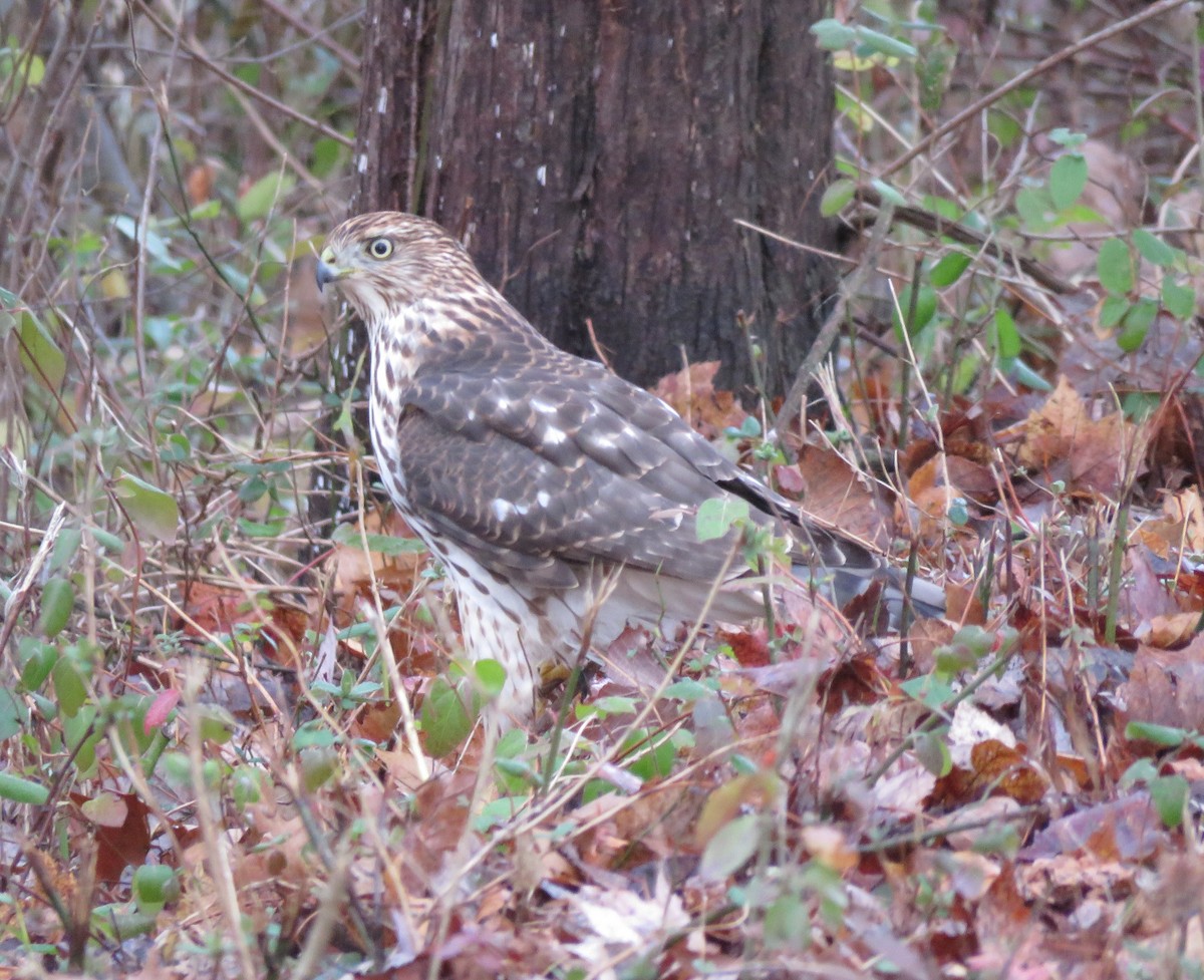 Cooper's Hawk - ML645545746
