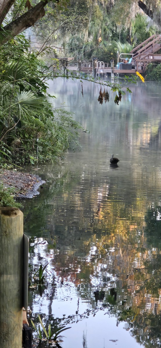 Limpkin - ML645545762