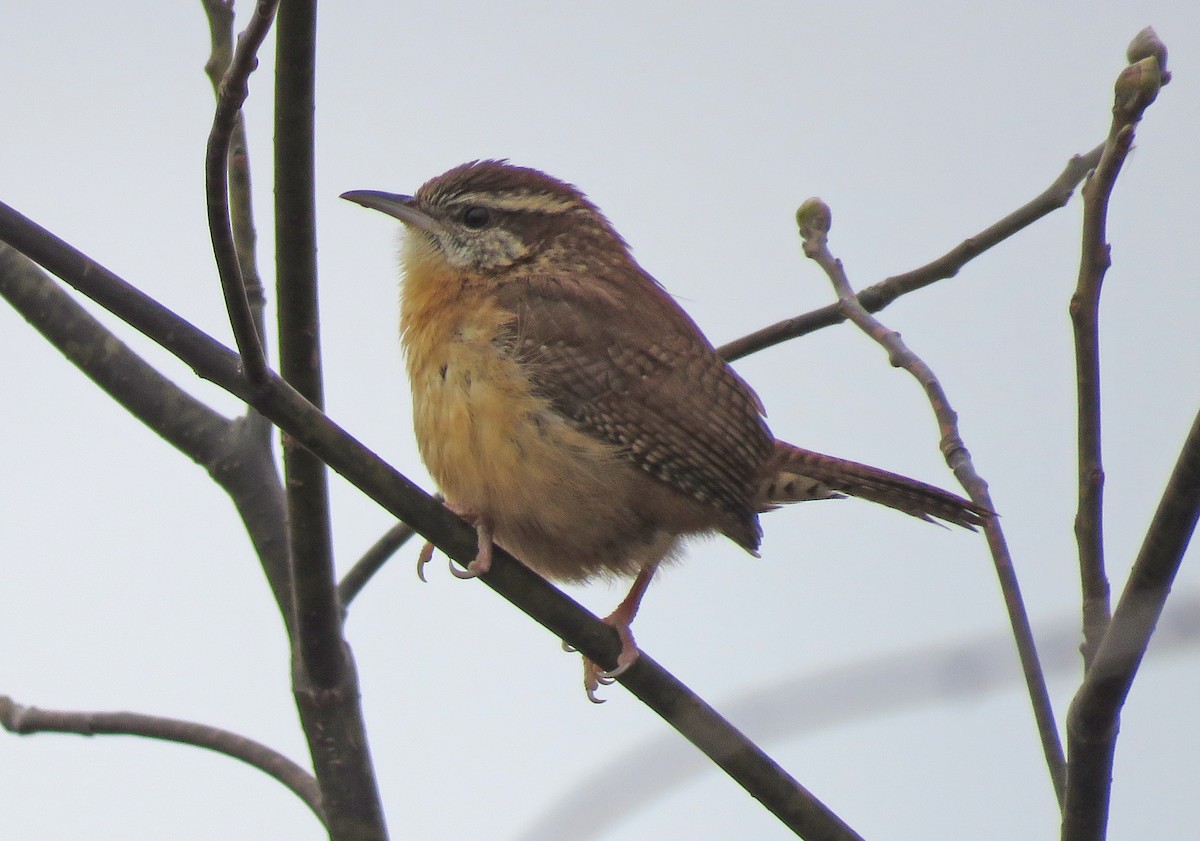 Carolina Wren - ML645545763
