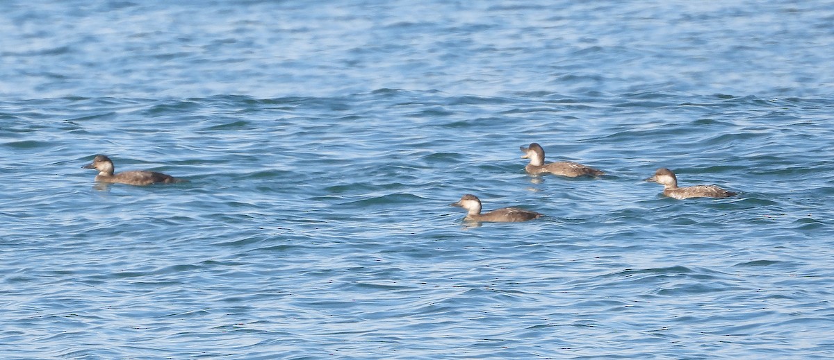 Ahatebeltz eurasiarra - ML645545766