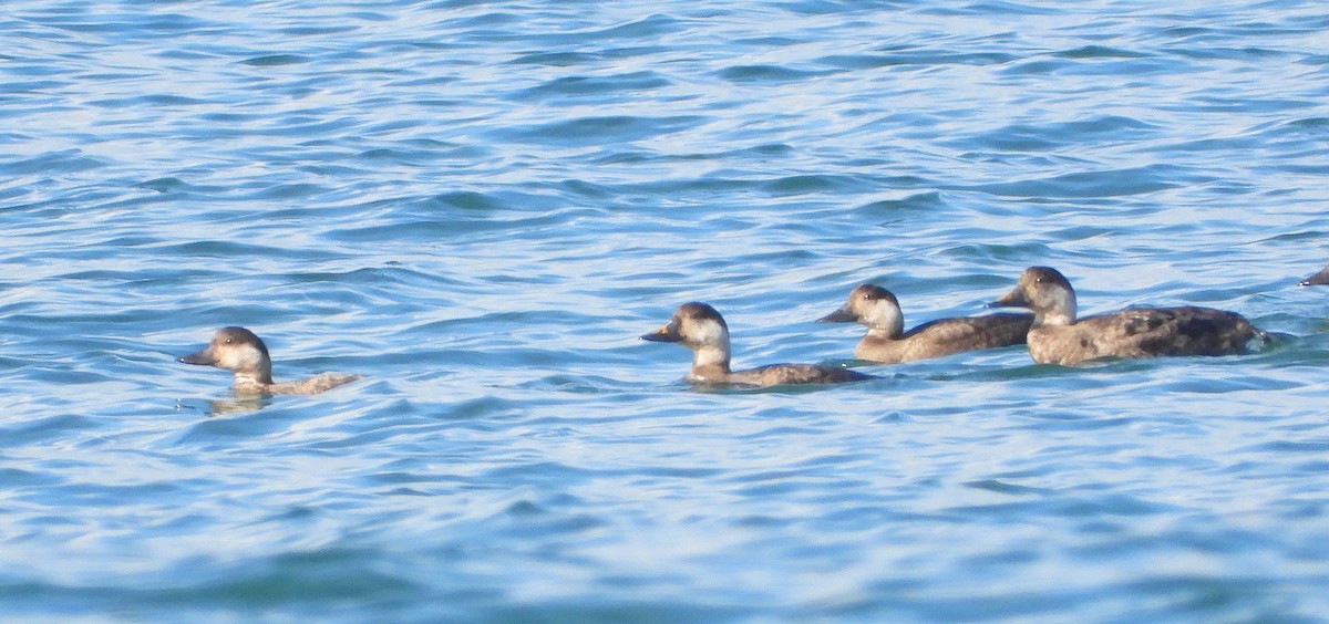 Ahatebeltz eurasiarra - ML645545767