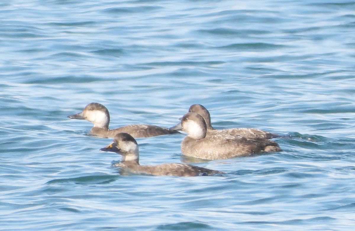 Ahatebeltz eurasiarra - ML645545768