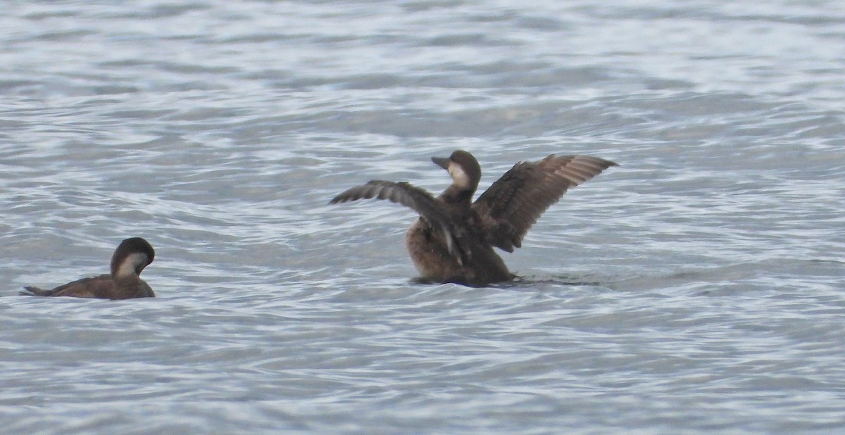 Ahatebeltz eurasiarra - ML645545769