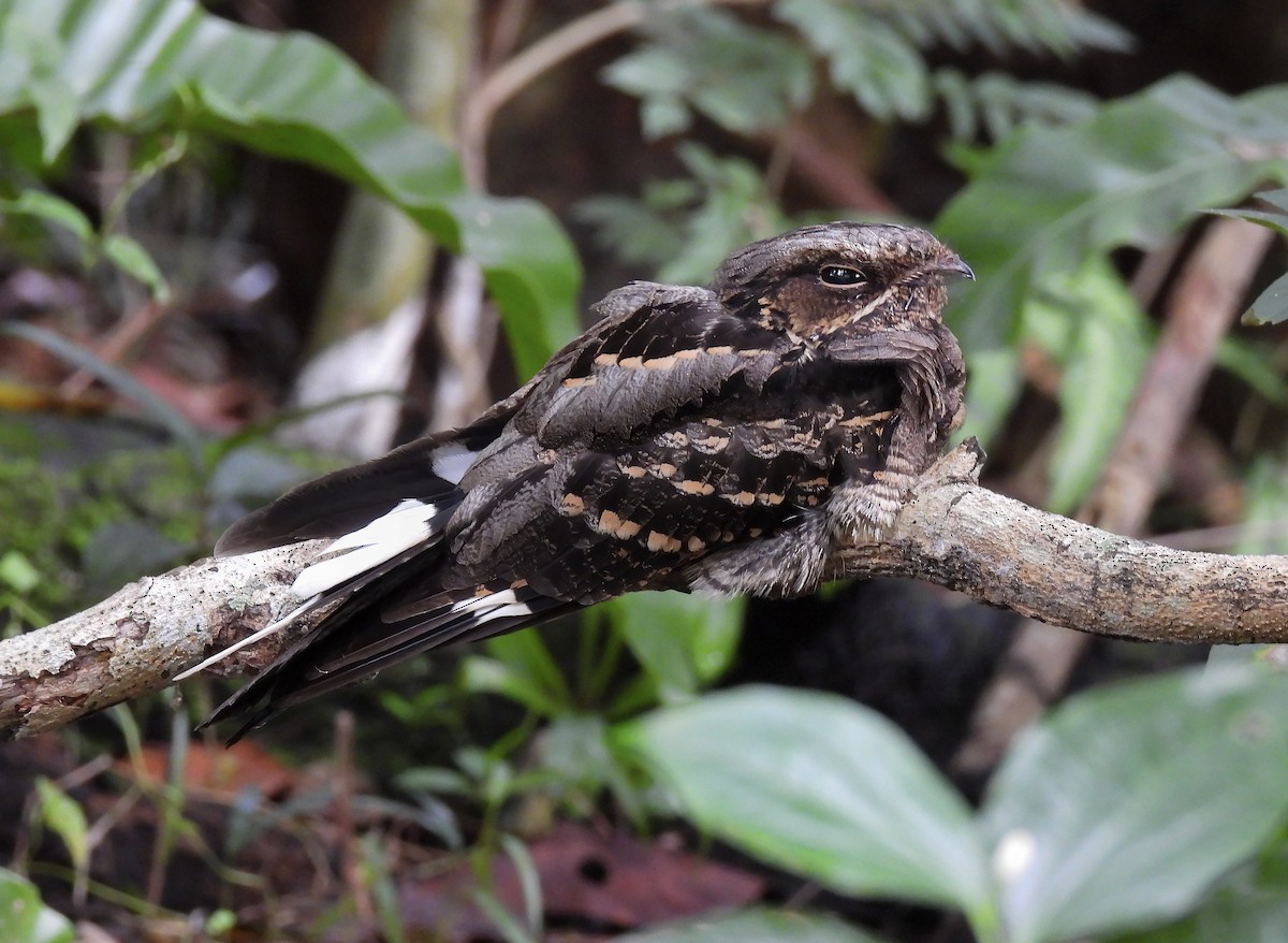 Large-tailed Nightjar - ML645545792