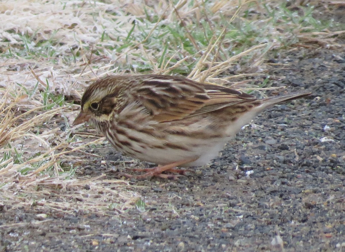 Savannah Sparrow - ML645545799