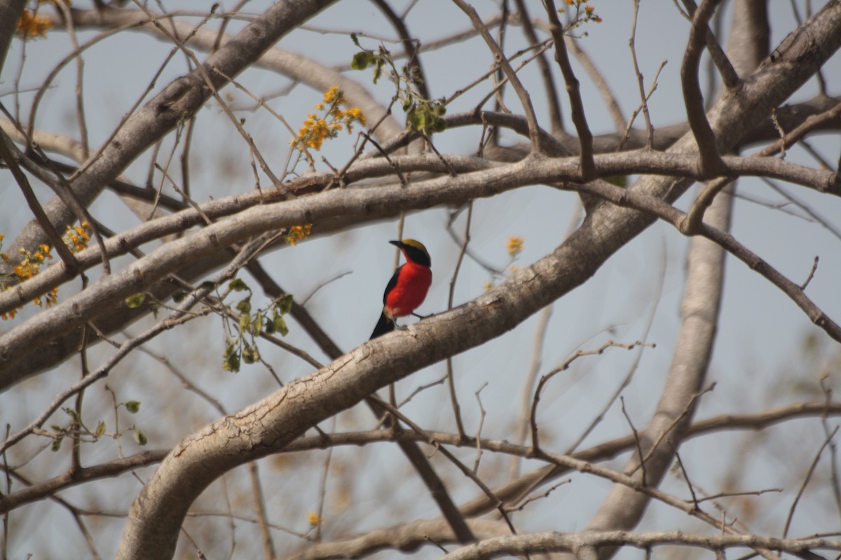 Гонолек червоний - ML645545800