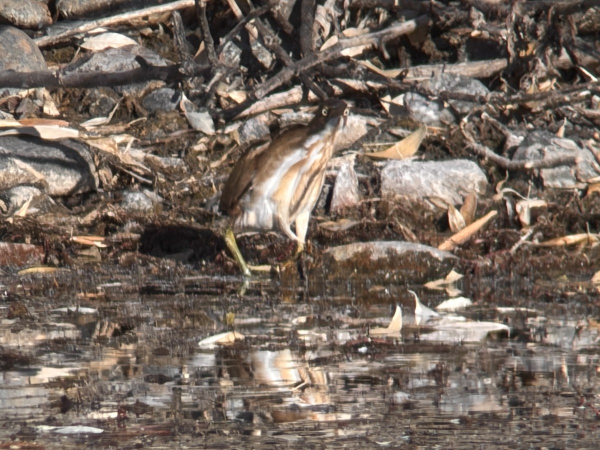 コヨシゴイ - ML645545802