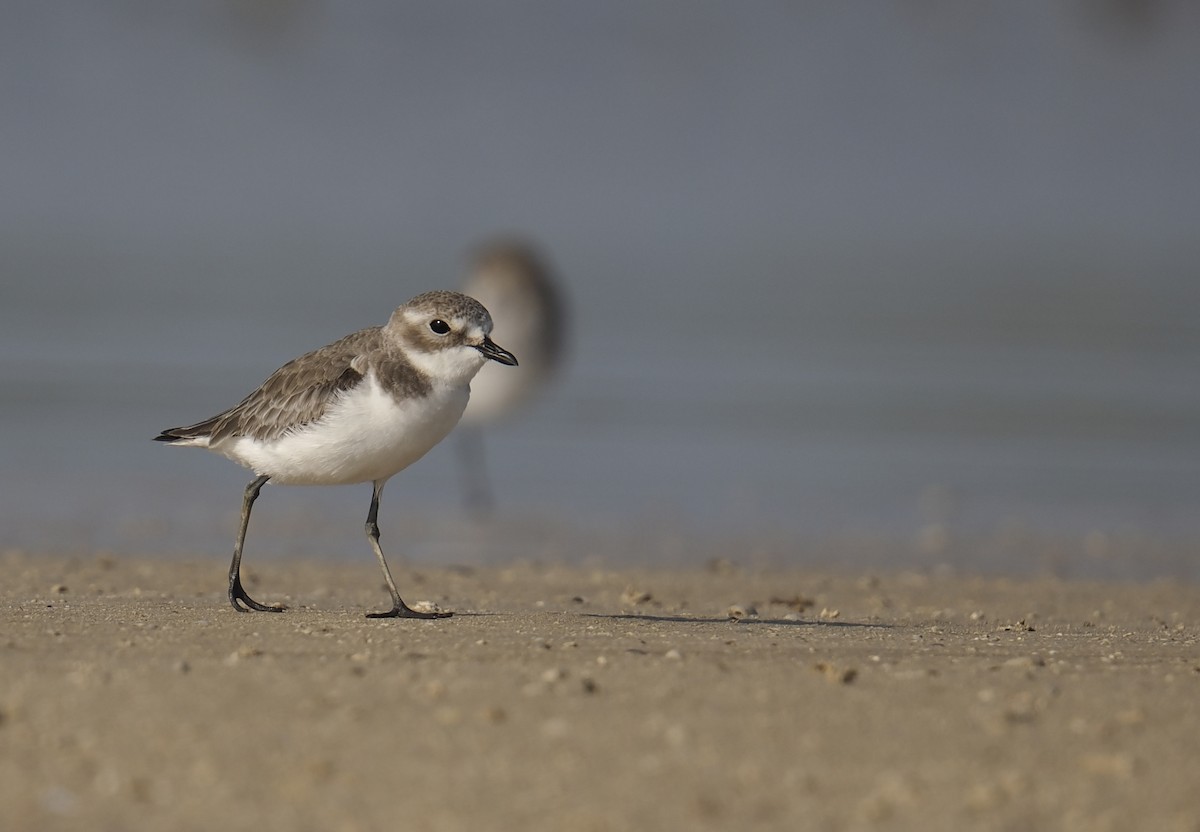 Tibet Cılıbıtı - ML645545810