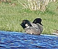 ヨシガモ - ML645545812