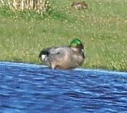 ヨシガモ - ML645545814