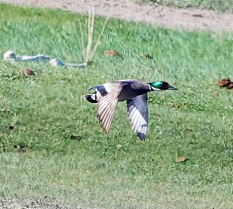 ヨシガモ - ML645545815