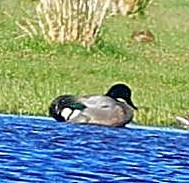 ヨシガモ - ML645545816