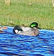 ヨシガモ - ML645545817