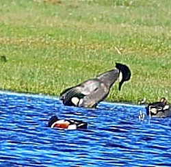 ヨシガモ - ML645545818