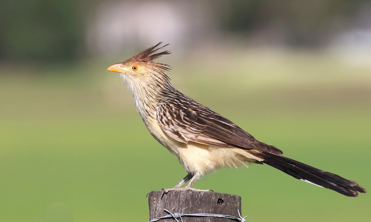 Guira Cuckoo - ML645545831