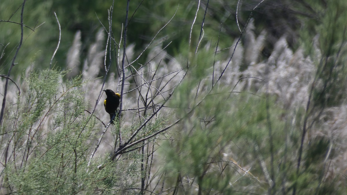 Yellow-winged Blackbird - ML645545836