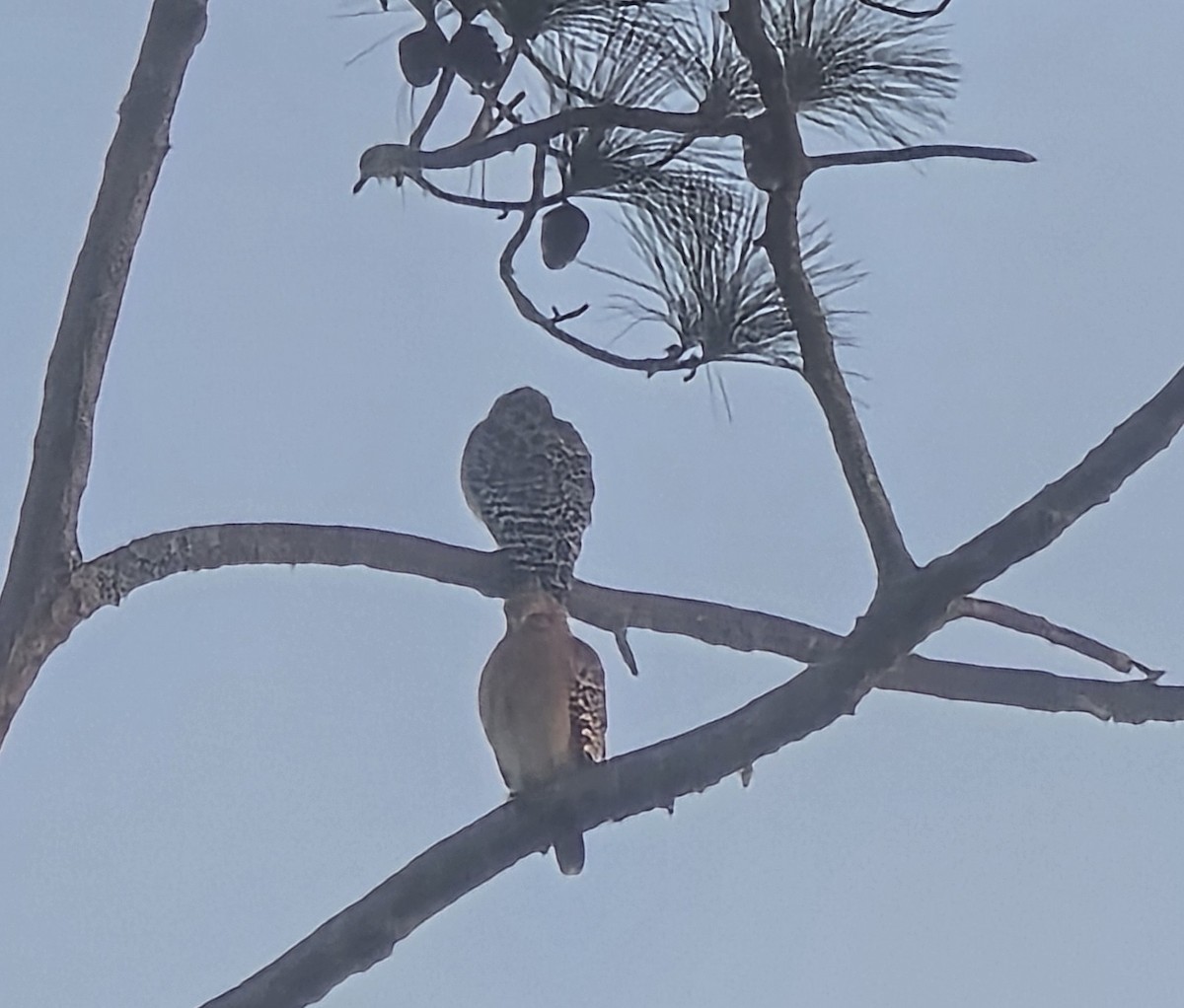 Red-shouldered Hawk - ML645545837