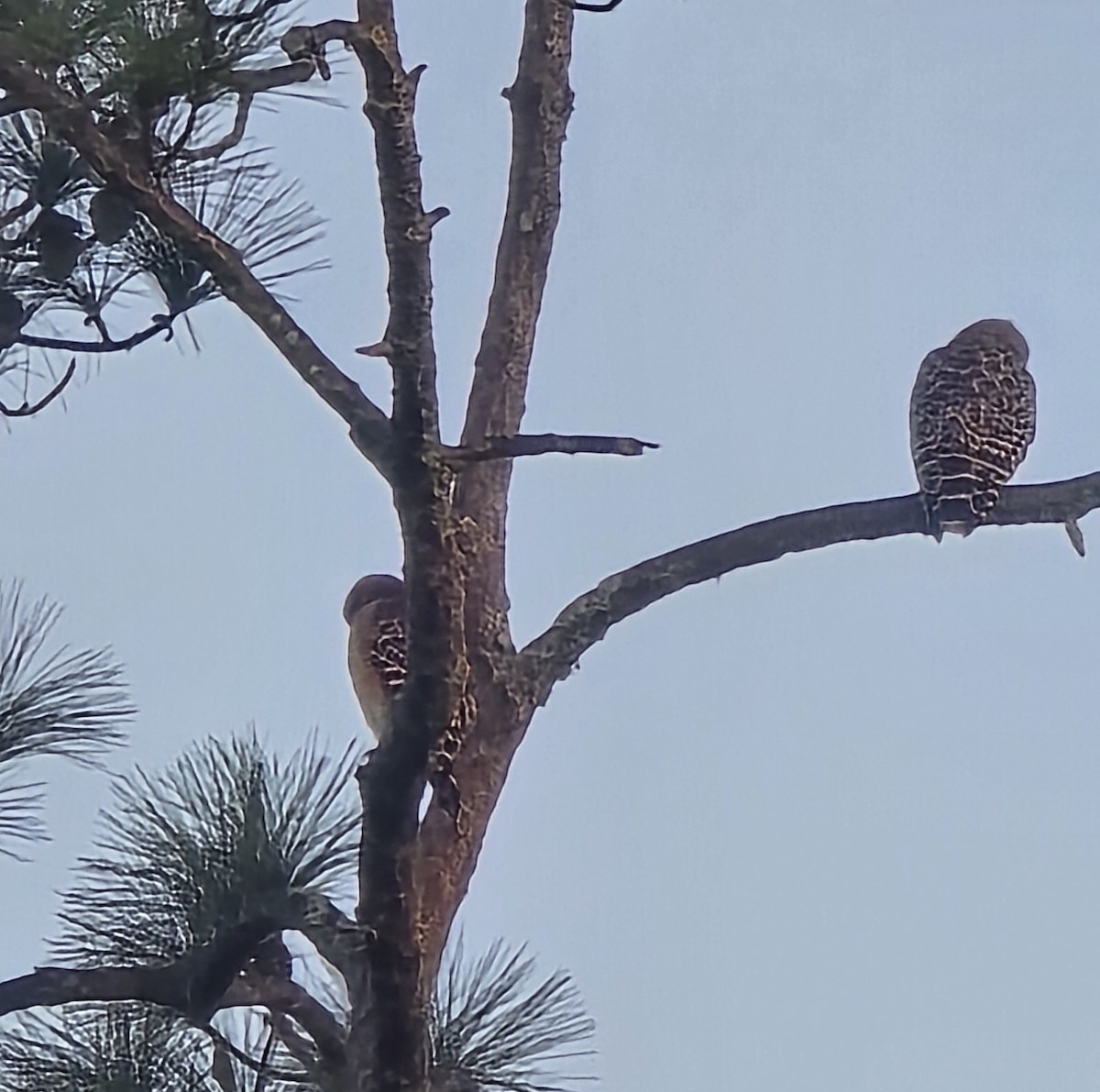 Red-shouldered Hawk - ML645545838