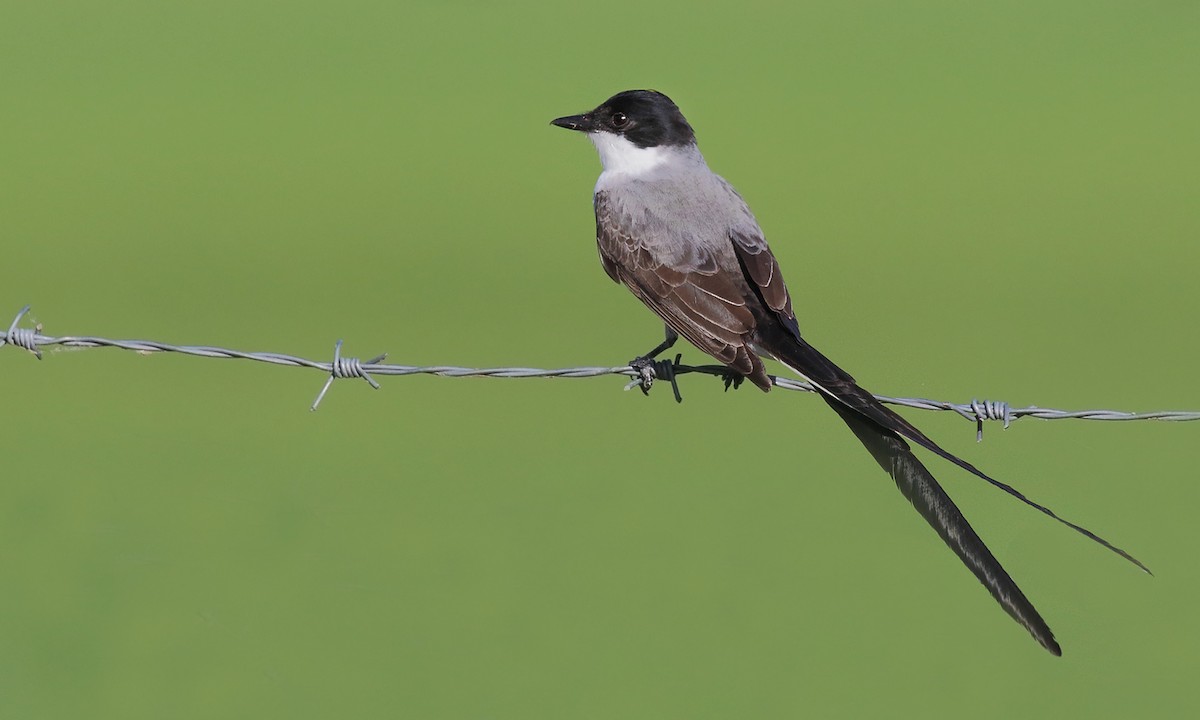 Fork-tailed Flycatcher - ML645545847