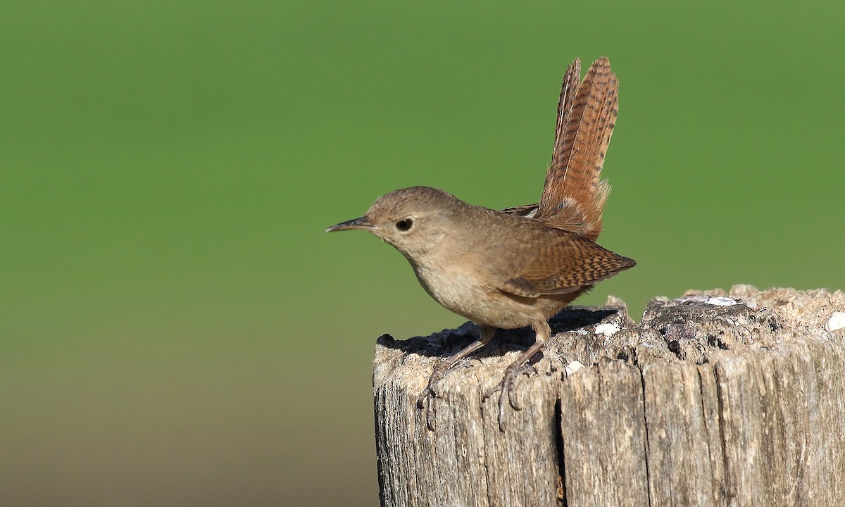Southern House Wren - ML645545850