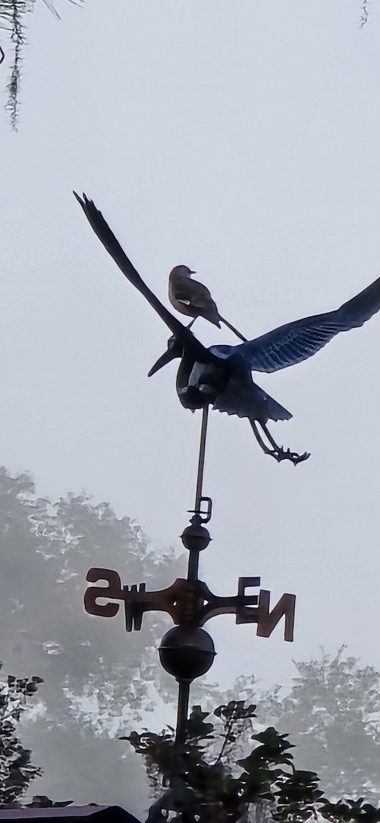 Northern Mockingbird - ML645545870